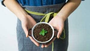 are coffee grounds good for plants