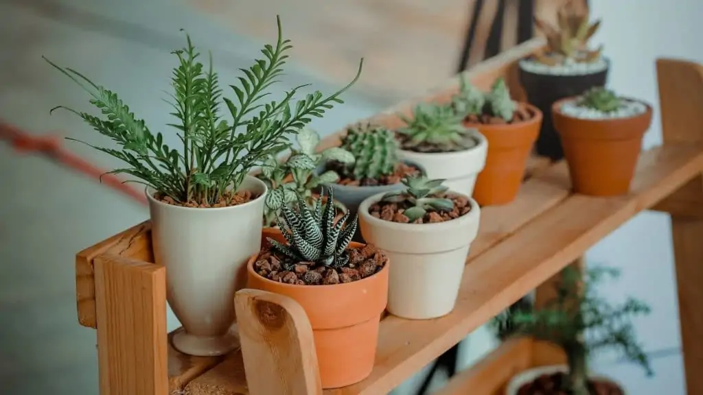 stock image showing a row of houseplants and which coffee grounds for plants work best
